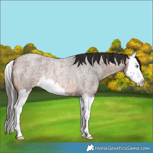 Horse Color:Bay Roan Splash Rabicano 