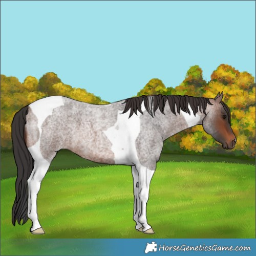 Horse Color:Brown Roan Tobiano