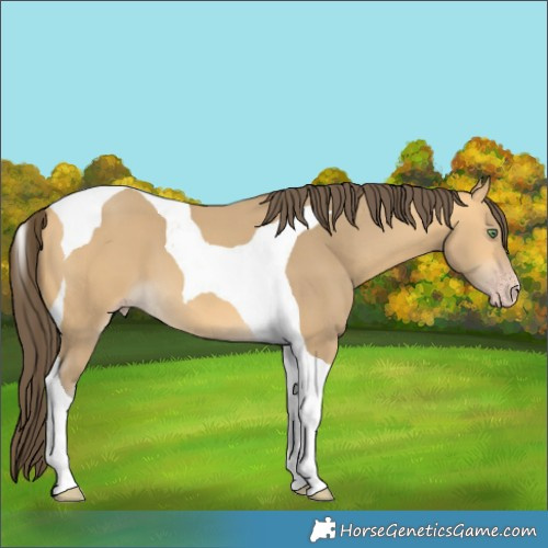 Horse Color:Sable Cream Champagne Tobiano 