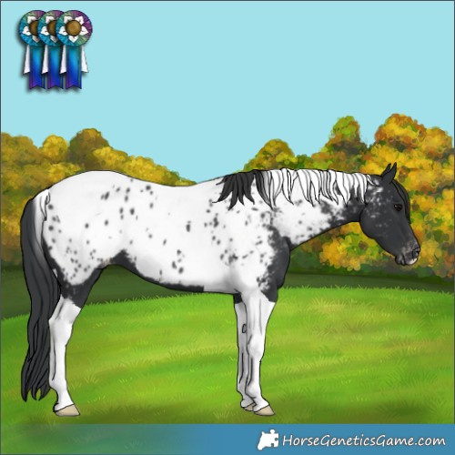 Horse Color:Black Tobiano Appaloosa