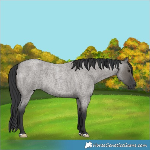 Horse Color:Grullo Roan
