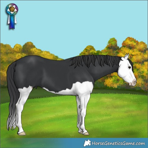 Horse Color:Black Splash 