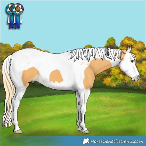 Horse Color:Palomino Splash Tobiano 