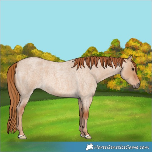 Horse Color:Red Dun Roan