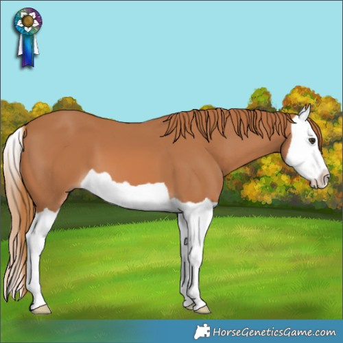Horse Color:Chestnut Splash 