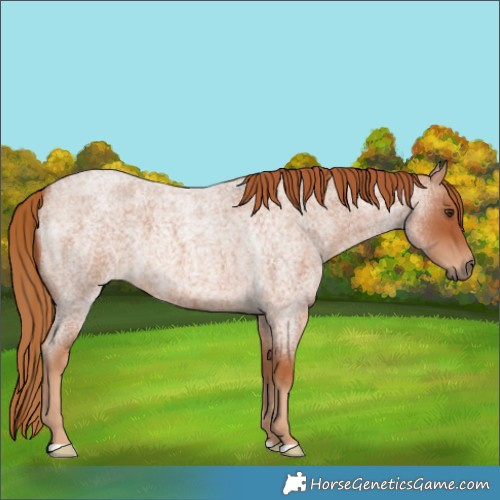 Horse Color:Red Roan