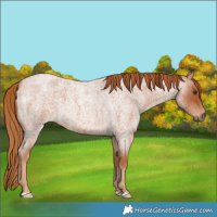 Horse Color:Red Roan 