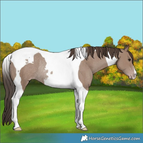 Horse Color:Classic Champagne Tobiano Rabicano 