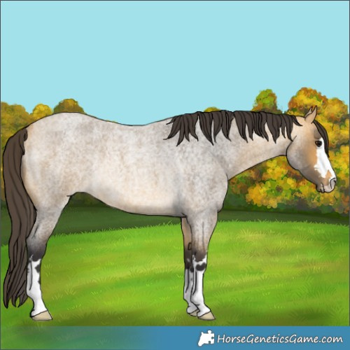 Horse Color:Buckskin Roan Rabicano