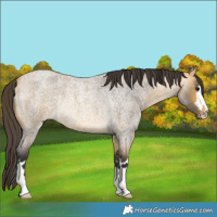 Horse Color:Buckskin Roan Rabicano 