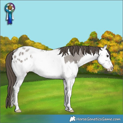 Horse Color:Smoky Grullo Roan Splash Appaloosa