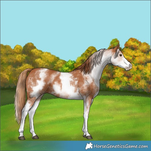 Horse Color:White Spotted Chestnut 