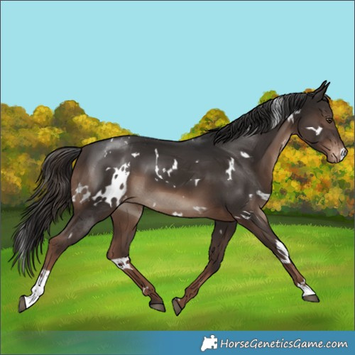 Horse Color:White Spotted Liver Chestnut Appaloosa