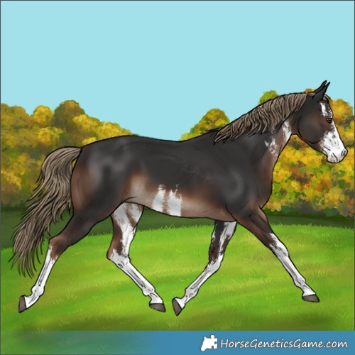 Horse Color:White Spotted Liver Chestnut