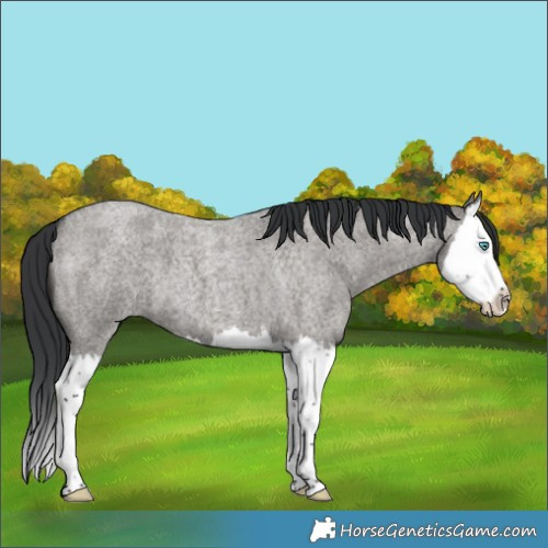 Horse Color:Grullo Roan Splash 