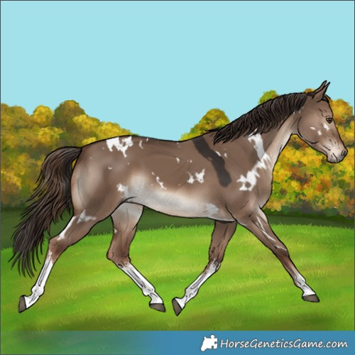 Horse Color:White Spotted Liver Red Dun