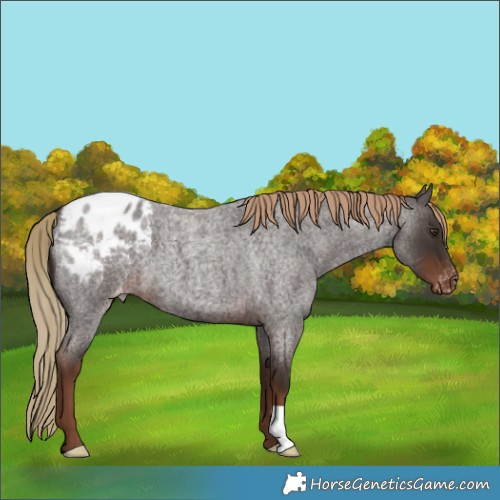 Horse Color:Liver Red Roan Appaloosa