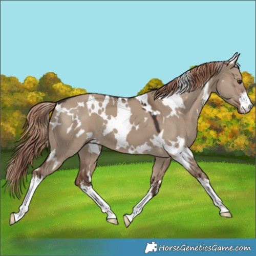 Horse Color:White Spotted Liver Red Dun 