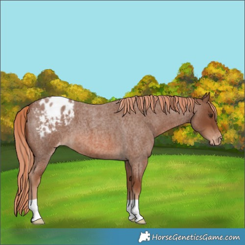 Horse Color:Red Roan Appaloosa 