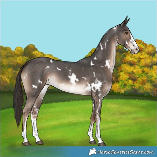 Horse Color:White Spotted Liver Chestnut Sabino