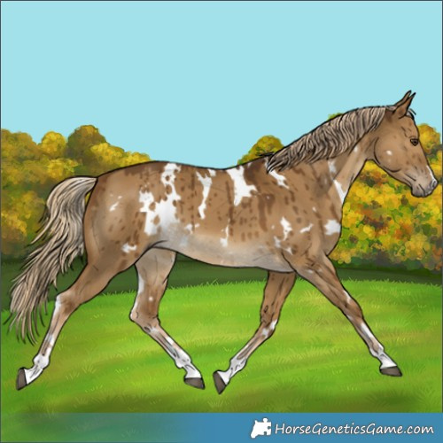 Horse Color:White Spotted Chocolate Palomino Dun Brindle