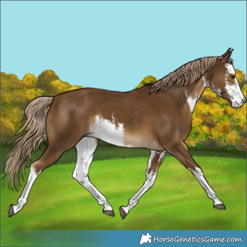 Horse Color:White Spotted Chocolate Palomino