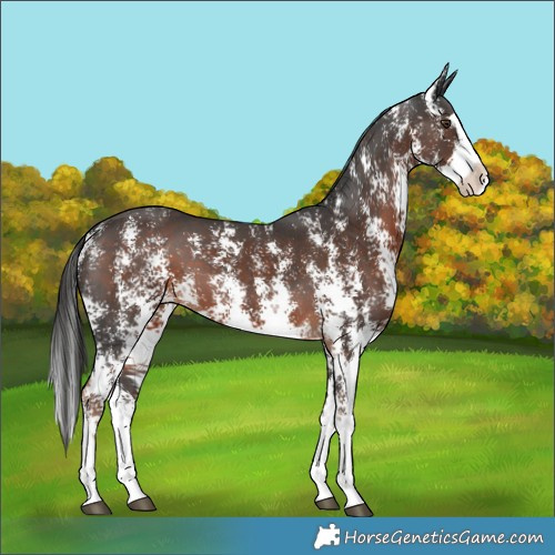 Horse Color:Liver Chestnut Sabino Splash