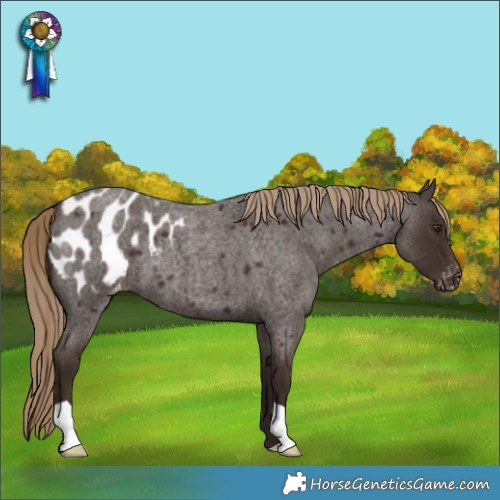 Horse Color:Liver Red Roan Appaloosa