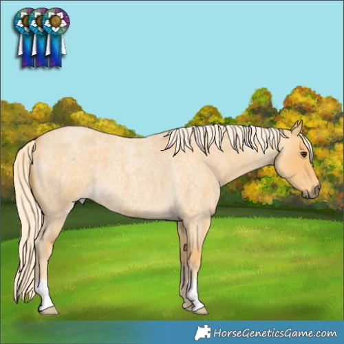 Horse Color:Palomino Roan