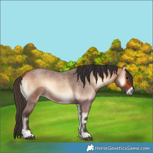 Horse Color:Bay Roan Onyx 