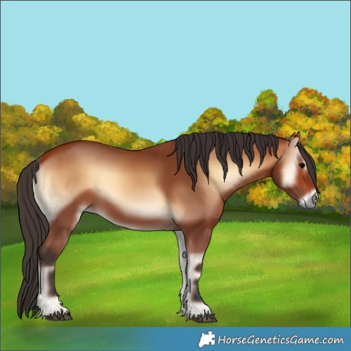 Horse Color:Bay Onyx