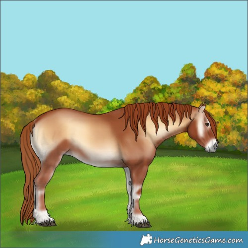 Horse Color:Red Onyx