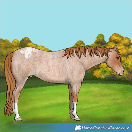 Horse Color:Red Roan Varnish