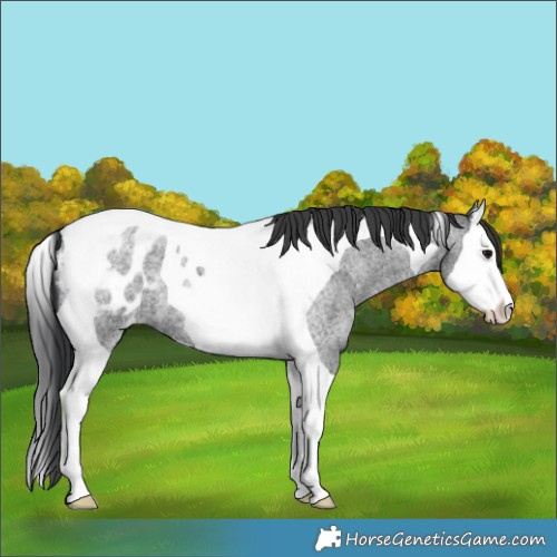 Horse Color:Blue Roan Splash Tobiano Appaloosa 