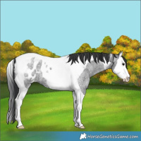 Horse Color:Blue Roan Splash Tobiano Blanket