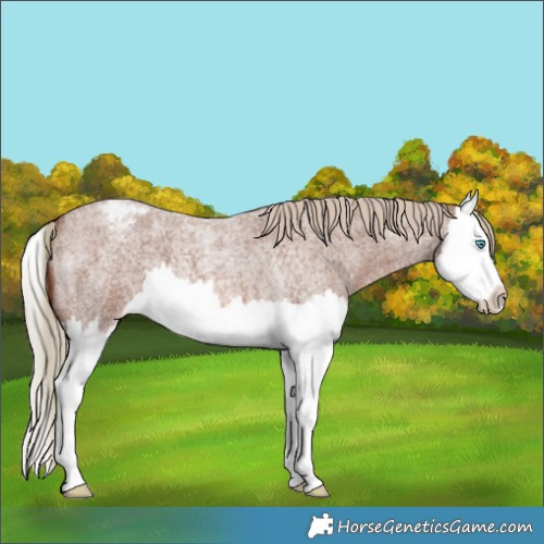 Horse Color:Red Roan Splash Varnish 