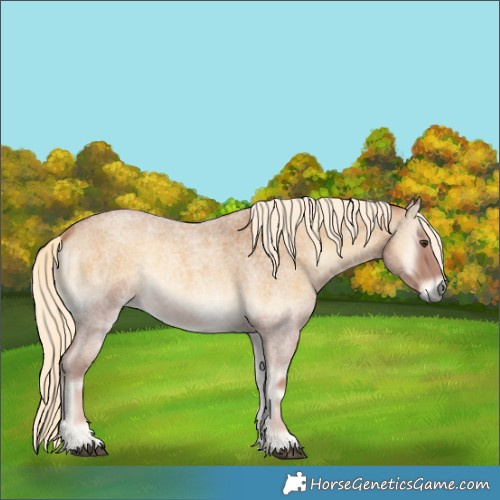 Horse Color:Palomino Roan Onyx 