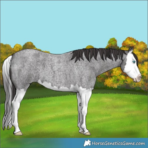 Horse Color:Smoky Blue Roan Splash 