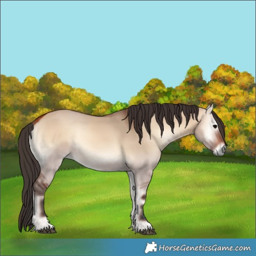 Horse Color:Bay Onyx 