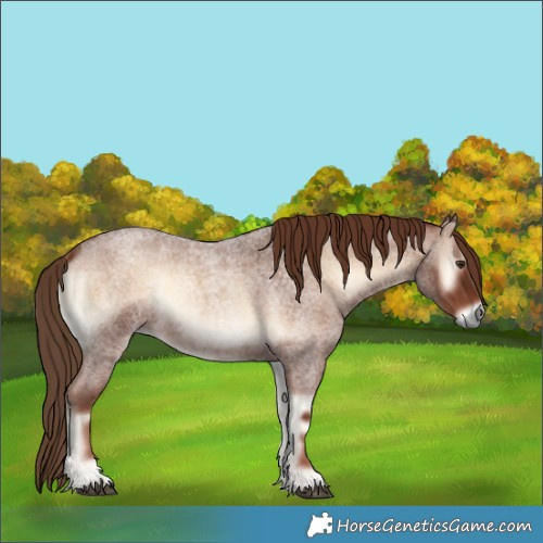Horse Color:Red Onyx Roan 