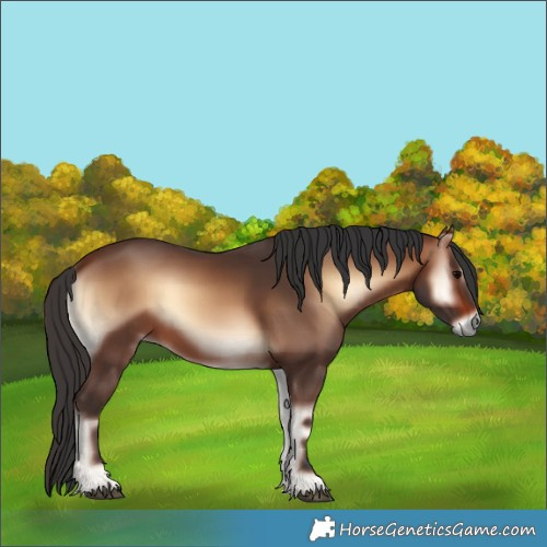 Horse Color:Brown Onyx