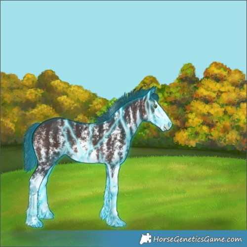 Horse Color:Thunderstruck Brown Sabino Splash Rabicano