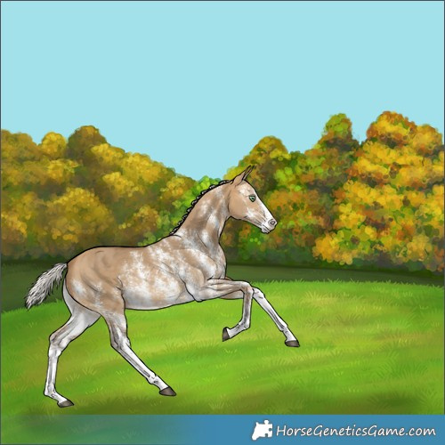 Horse Color:Silver Buckskin Dun Sabino Splash Rabicano