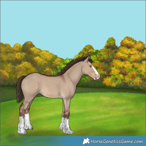 Horse Color:Liver Red Dun Splash
