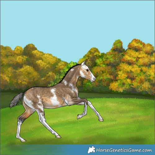 Horse Color:Buckskin Dun Sabino