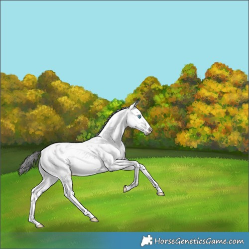 Horse Color:Brown Sabino Splash