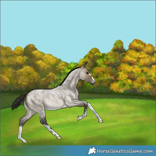 Horse Color:Buckskin Roan Dun