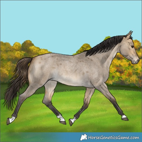Horse Color:Buckskin Roan Dun 