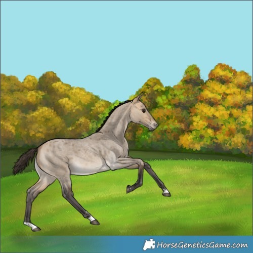 Horse Color:Buckskin Roan Dun 
