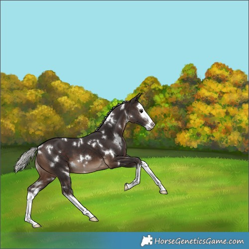 Horse Color:White Spotted Silver Brown Sabino Splash 